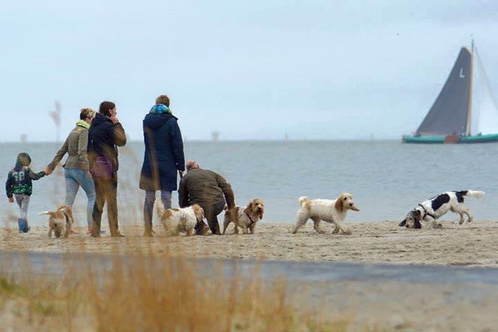 Mensen en honden op het strand van Lemmer